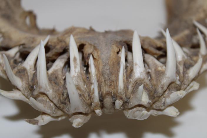 cropped shark jaw needle teeth